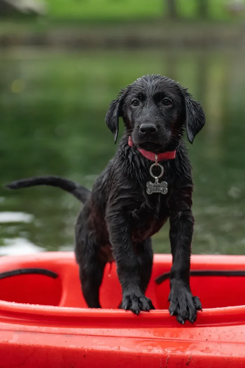 Por Que Meu Cão Está Arranhando a Porta De Repente?