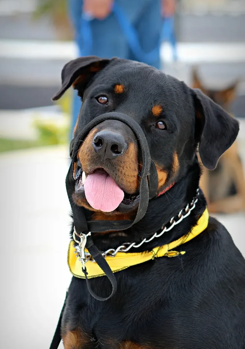 Por Que Meu Cão Está Arranhando a Porta De Repente?