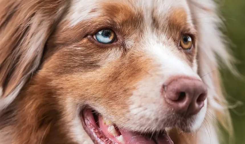 Por Que Meu Cão Está Arranhando a Porta De Repente?